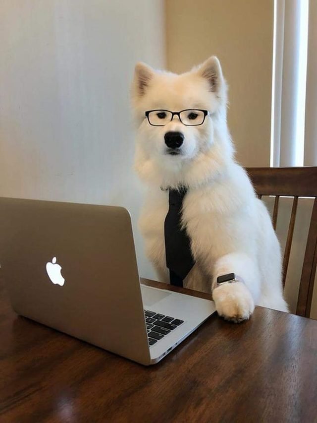 Dog wearing glasses and tie.