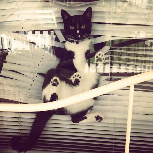Cat tangled in window blinds.