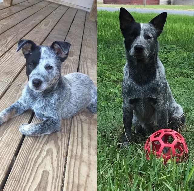 Side by side photos of dog as a puppy and dog as an adult.
