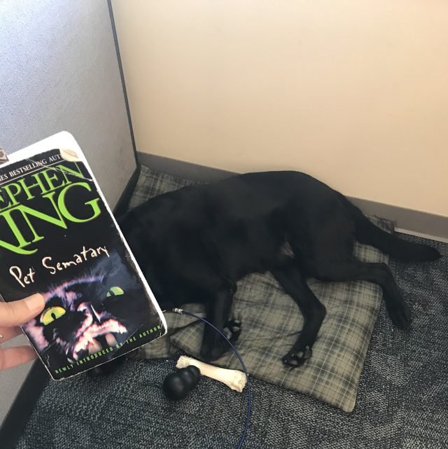 Dog with Pet Semetary cover being his face