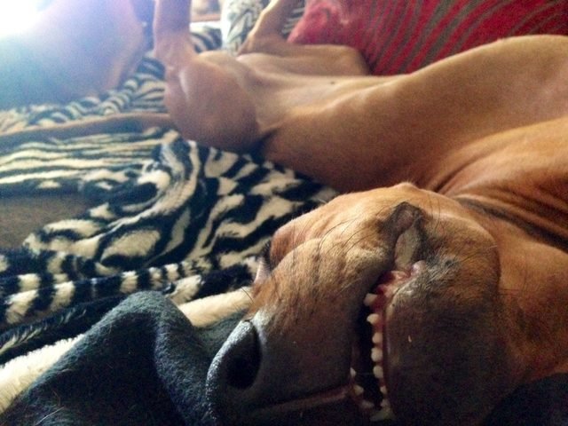 Dog sleeping in a weird position with teeth showing