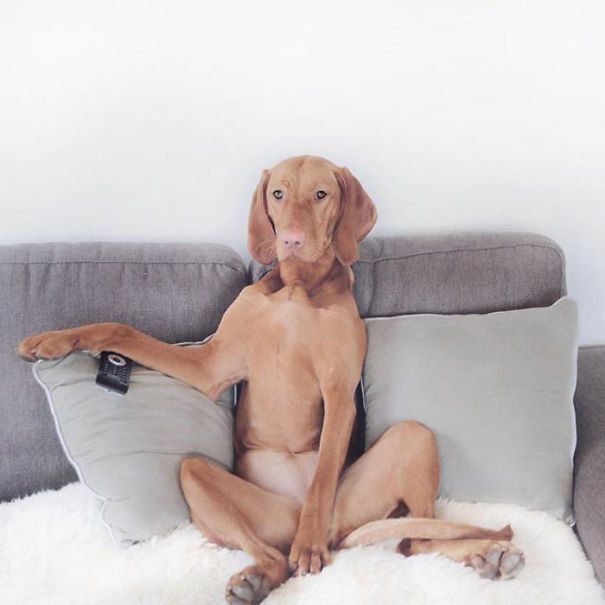 dog-26