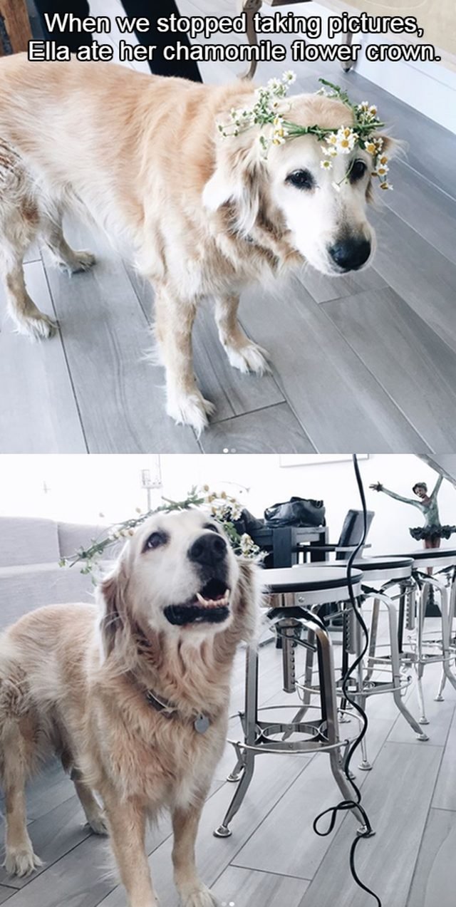 Dog wearing a flower crown.