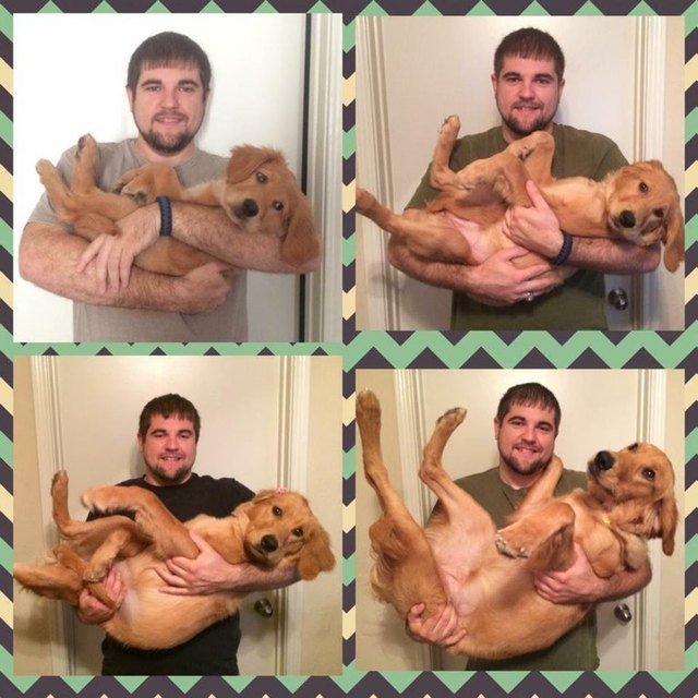 Set of photos of man holding dog as a puppy and as an adult