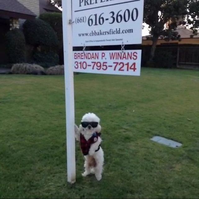 Dog wearing sunglasses and looking cool by real estate sign