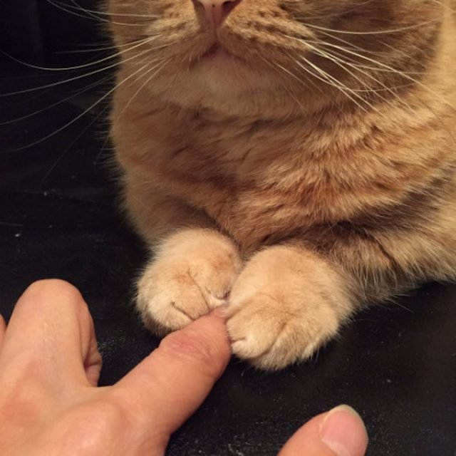 Cat holding human