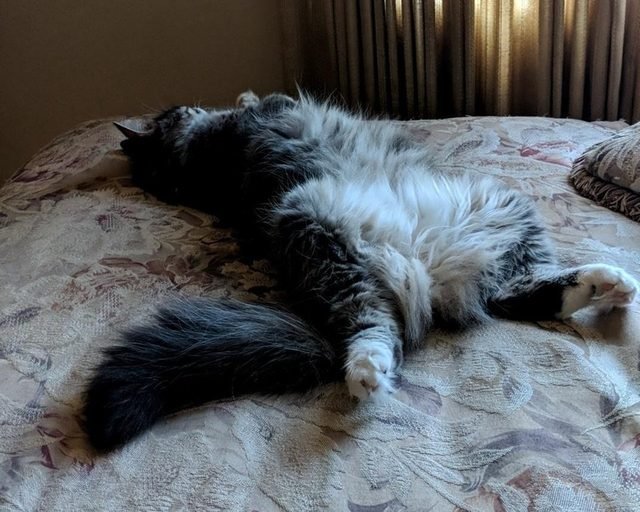 Fluffy cat belly