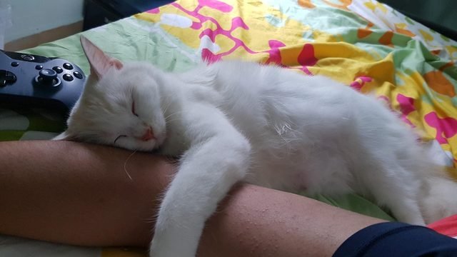 Kitten sleeping on someone
