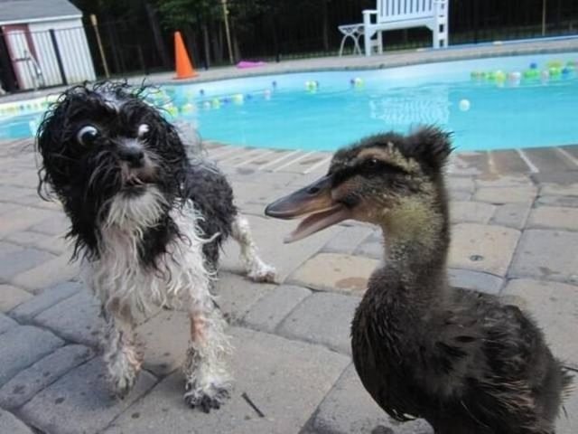 Dog looking very surprised by a duck
