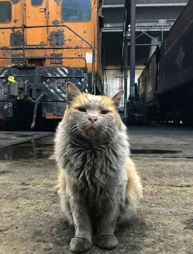 Tough looking cat in a rail yard.