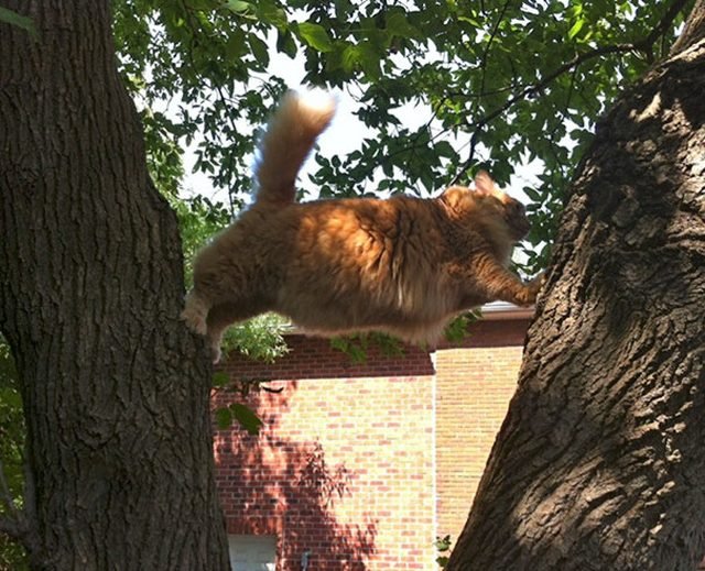 Fat cat jumping in a tree