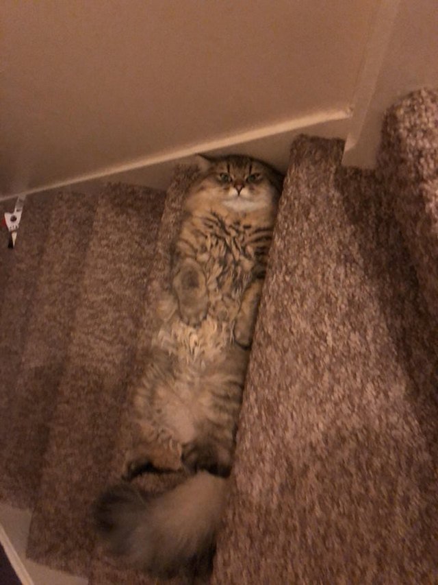 Cat laying on stairs.