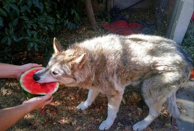 Wolf eating watermelon.