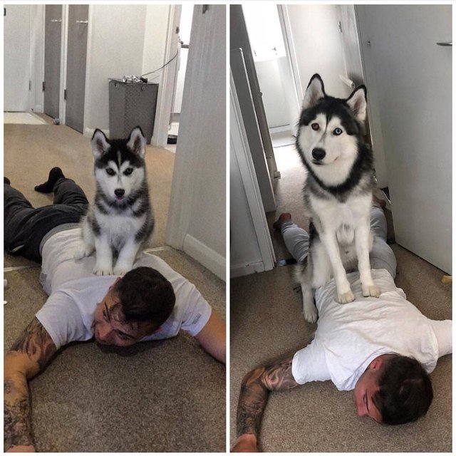 Side-by-side photos of dog sitting on man