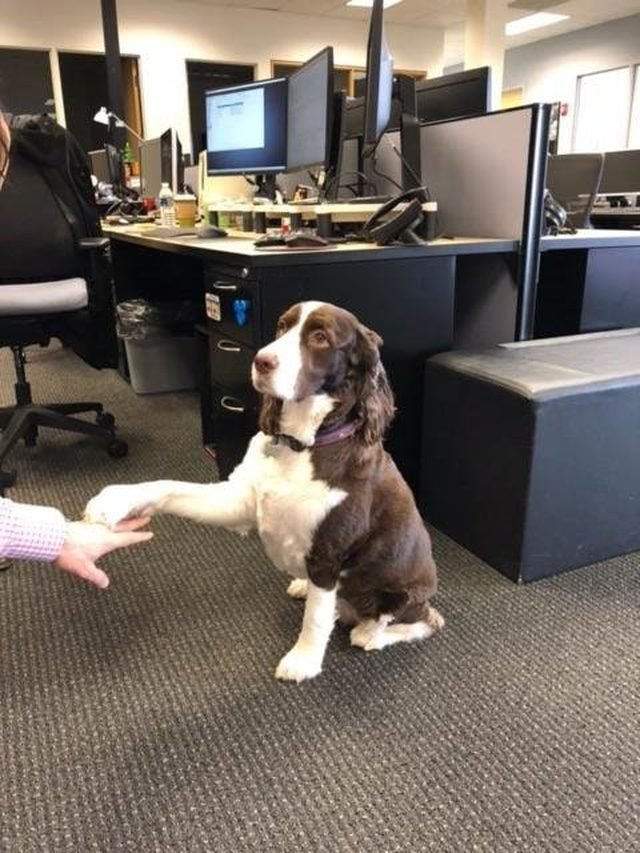Dog in office shaking hands