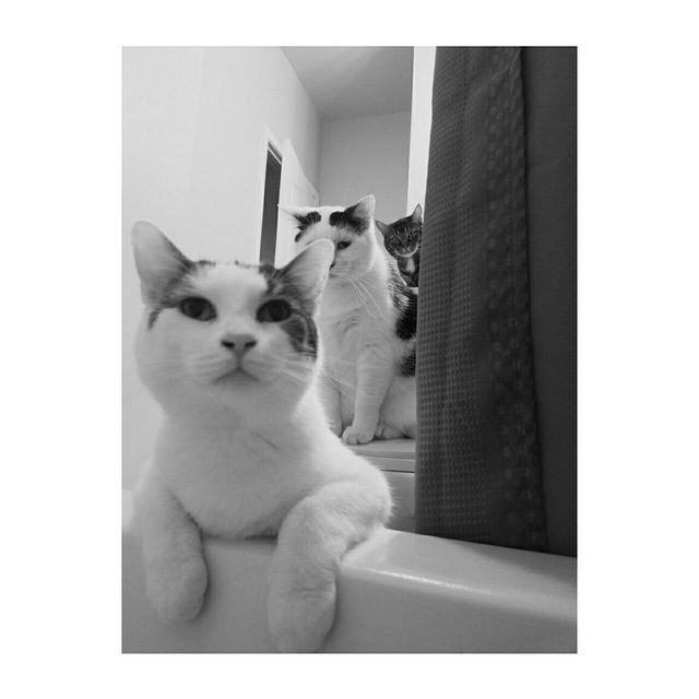 Two cats photobombing picture of cat taken from bathtub.