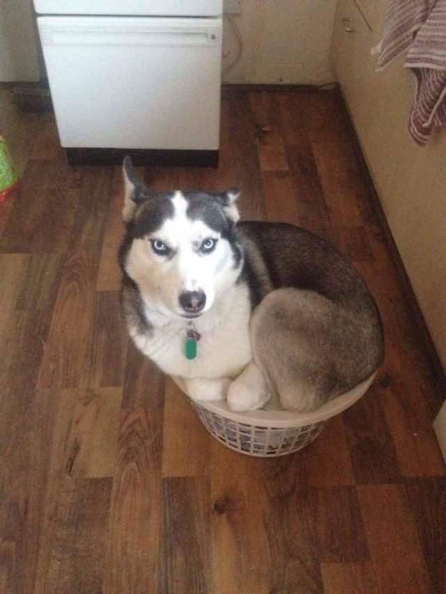 Big dog curled into small laundry basket.