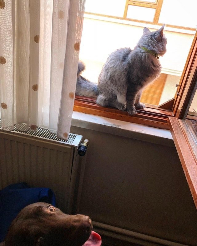 Dog photobombing picture of cat.