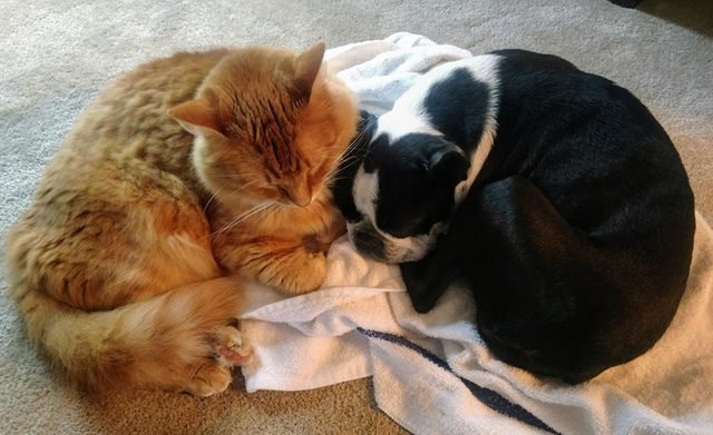 Dog and cat curled up together.