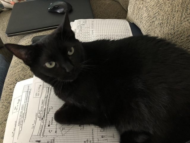 Cat looking unimpressed by blueprints.