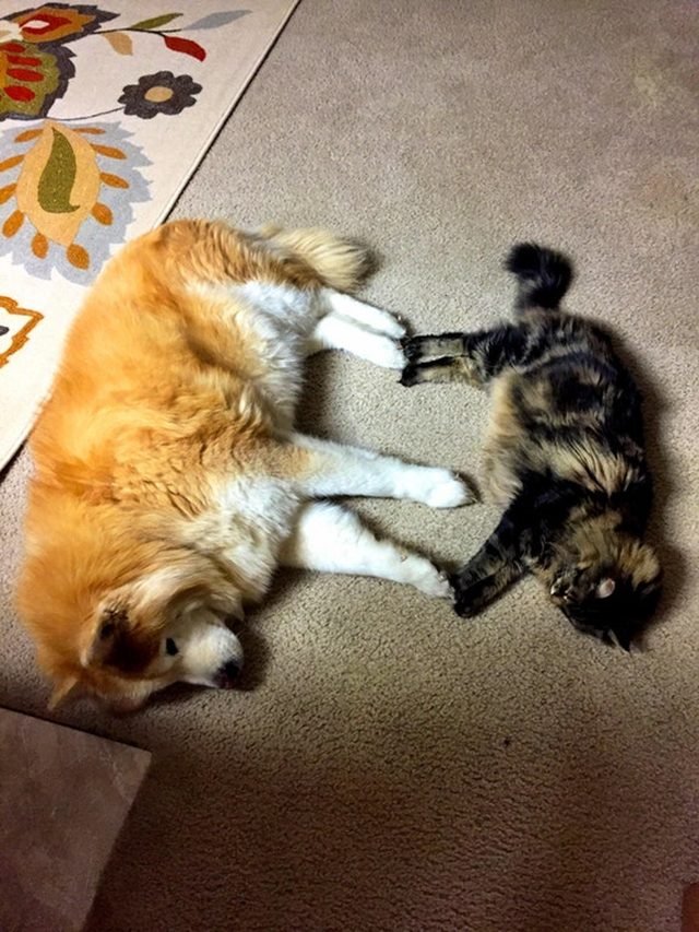 Dog and cat touching paws.