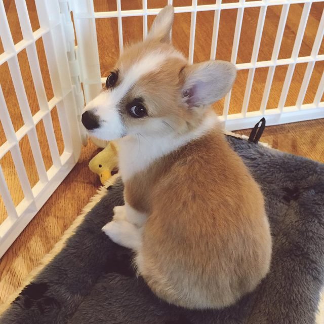 Corgi looking sad and cute!