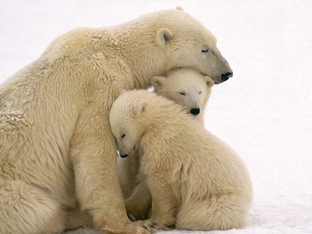 Polar bear snuggling with two young cubs.