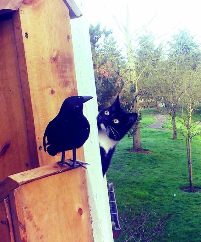 Cat looking at a fake crow