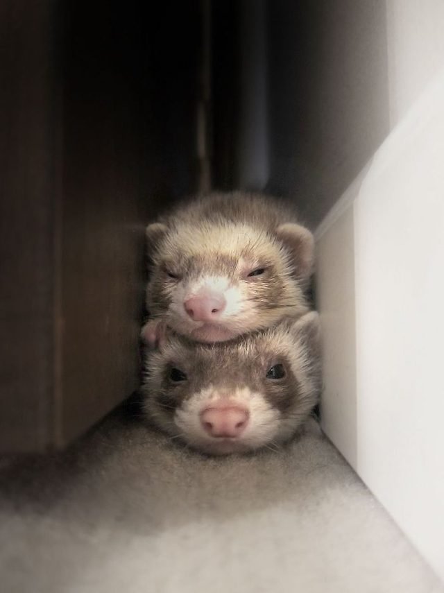Two ferrets lying on top of one another.