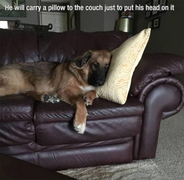 Dog who is smart and carries a pillow on the couch to nap