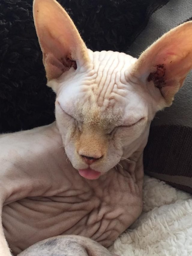 Cat sleeping with tongue out