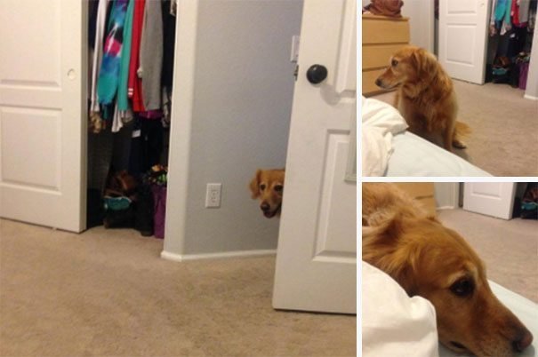 15 Amazingly Clever Dogs Who Bend But Don T Break Their