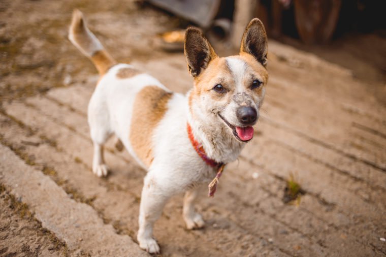 a small funny white brown dog with red collar wagging its tail