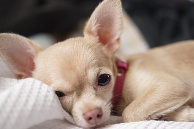 The Chihuahua is the smallest breed of dog and is named after the state of Chihuahua in Mexico