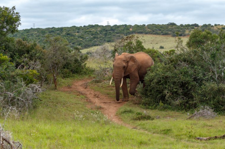 African Bush Elephant walking on the dusty foot path in the bushes.