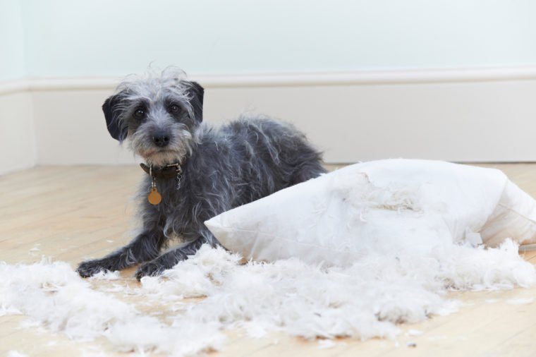 Badly Behaved Dog Ripping Up Cushion At Home