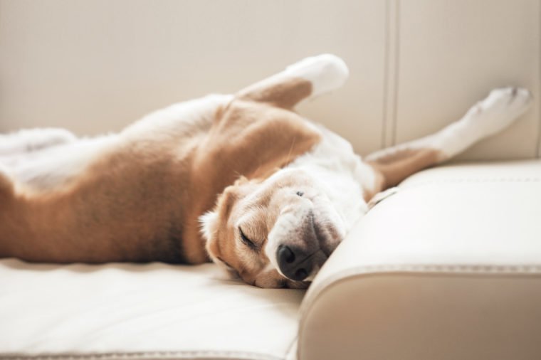 Sleeping beagle on sofa