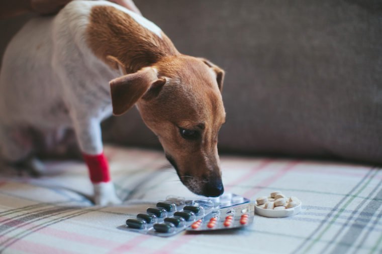 sick dog Jack Russell and tablets