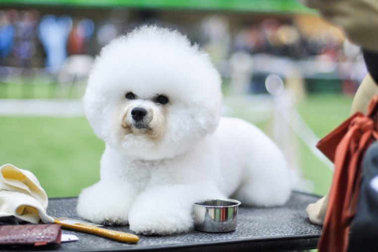 snow-white fluffy dog, Bichon Frise