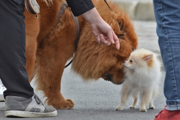 a chow-chow and a pekingese dog sniffing each other on the street