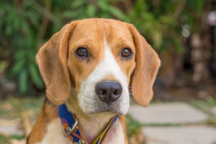 portrait of Beagle dog 