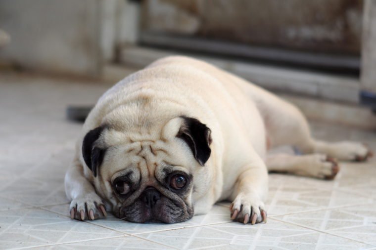 portraits photo of a lovely white fat cute pug dog laying flat on home outdoor floor making sad and lonesome face under natural sunlight shallow depth of field, blur background