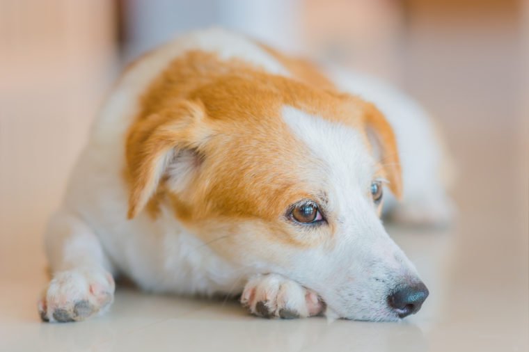 A portrait photo of a brown and white young dog lay down on the floor. Not looking to the camera. Indoor photo.
