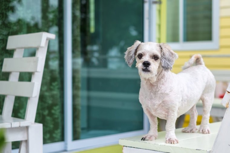 White short hair Shih tzu dog standing on the terrace and looking forward