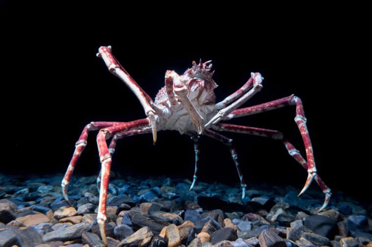 Giant Spider Crab on black background
