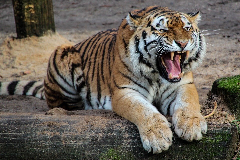 tiger pixabayì ëí ì´ë¯¸ì§ ê²ìê²°ê³¼