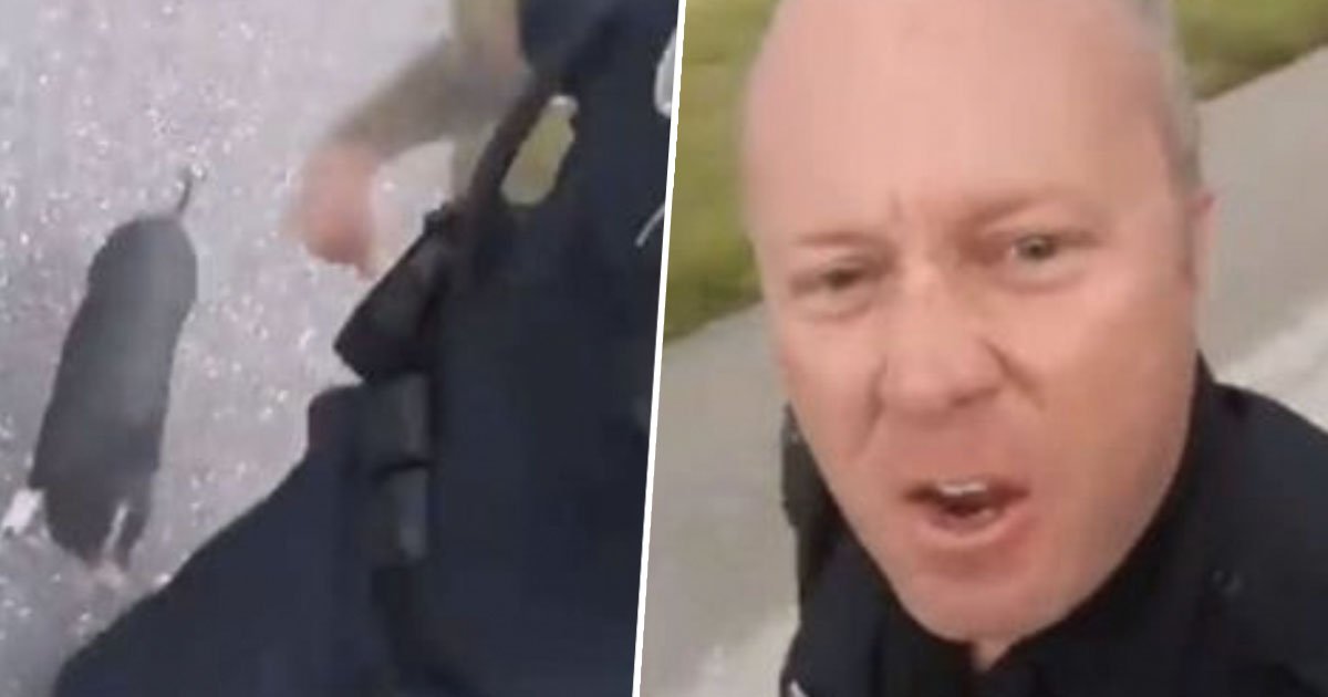 a 1.jpg?resize=1200,630 - [Vidéo] Un policier de Floride est chassé par un petit cochon dans une course poursuite hilarante.