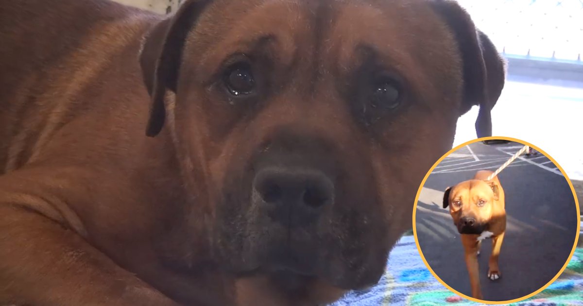 aj4.png?resize=1200,630 - Heartbroken Dog Cried After Owners Left Him At Animal Shelter