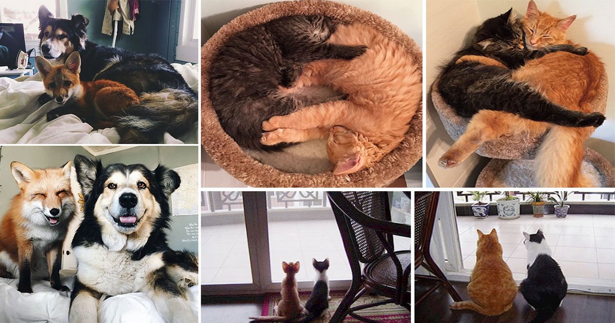 animals grow up together best friends.jpg?resize=1200,630 - Avant et après : des photos d'animaux grandissant ensemble vous feront croire à l'amitié plus que tout au monde !
