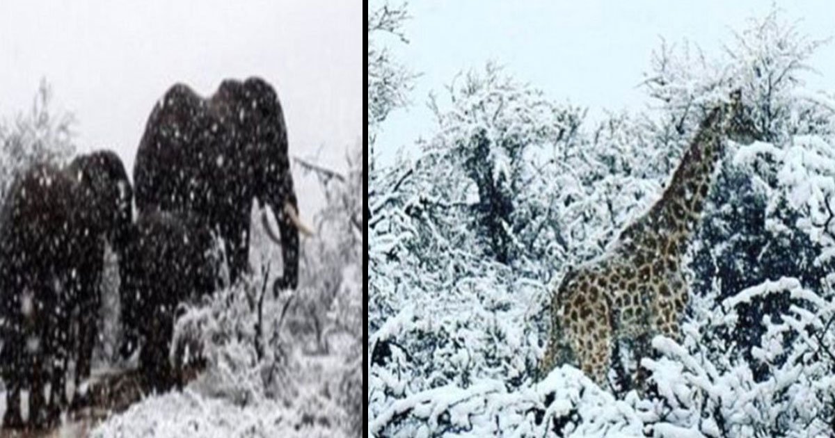 animals wander through the snow after blizzards hit africa.jpg?resize=1200,630 - Des girafes, des éléphants et des lions errent dans la neige après que les blizzards aient frappé l'Afrique